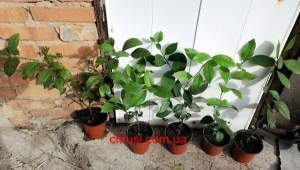 Лимон Мейер (Citrus Limon Mejer).Укоренённые саженцы.