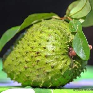 Аннона муріката (Annona muricata) Guanabana/Graviola