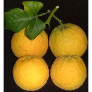 Трифолиата