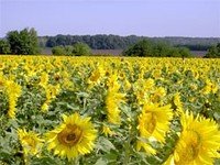 Семена подсолнечника Ясон 1-я фракция. Купить семена подсолнечника в Черкассах. Семена подсолнечника Ясон 1-я фракция. Купить семена подсолнечника в Черкассах.