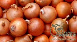 Лук Дайтона F1 10 000 семян.  (Bejo)