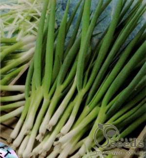 Лук Параде 250 000 семян.  (Bejo)