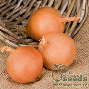 Лук Манас F1 250 000 семян.  (Bejo)