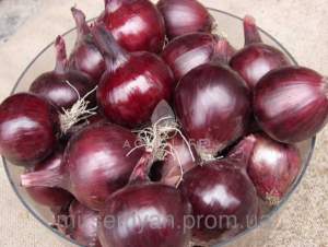 Лук Робин 250 000 семян. (Bejo)