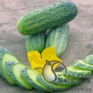 Огурец Криспина F1 1000 семян. (Nunhems)