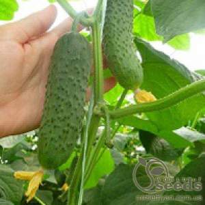 Огурец Меренга F1 1000 семян. (Seminis) Огурец Меренга F1 1000 семян. (Seminis)