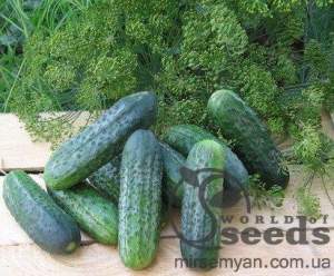 Огурец Атлантис F1 250 семян. (Bejo)