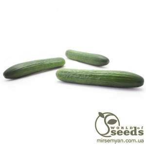 Огурец Яни F1 100О семян.  (Rijk Zwaan)