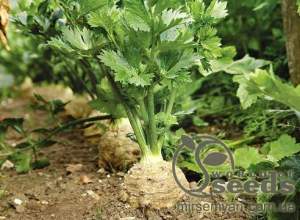 Сельдерей Балена (корневая) 10 000 семян. (Bejo)