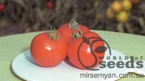 Помидоры Полфаст F1 1000 семян. Bejo)