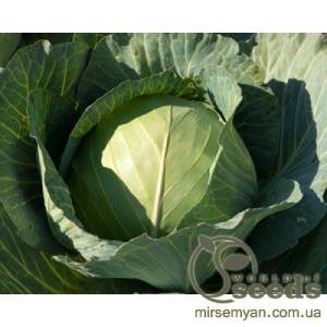 Капуста Глория F1,  2500 семян. (Syngenta)