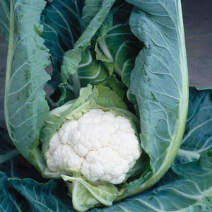 Капуста цветная Клаптон (Клэптон) F1,  2500 семян. (Syngenta)