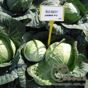 Капуста Церокс F1 2500 семян. (Bejo)