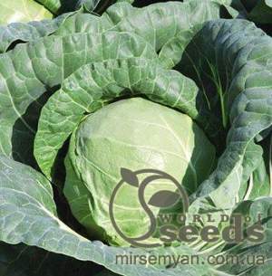 Капуста Тиара F1  2500 семян. (Bejo)