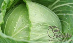 Капуста Циклон F1 2500 семян. (Bejo)