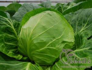 Капуста Этма (калибр) 1000 семян.  (Rijk Zwaan)