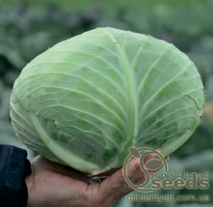 Капуста Джинтама F1 (калибр) 1000 семян.  (Rijk Zwaan)