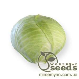 Капуста Анкома (калибр) F1 2500 семян. (Rijk Zwaan)