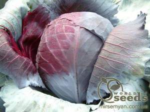 Капуста Рексома F1 1000 семян. (Rijk Zwaan)