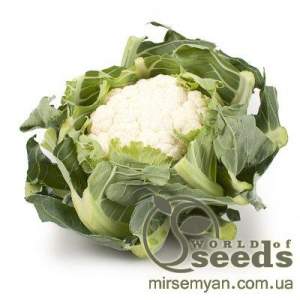Капуста цветная Каспер F1 1000 семян. (Rijk Zwaan)