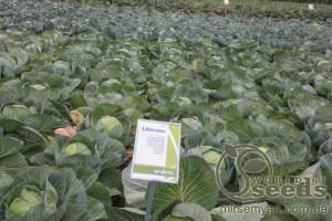 Капуста Либератор F1,  2500 семян. (Syngenta)