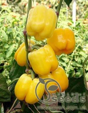 Перец Бачата F1 100 семян. (Rijk Zwaan)