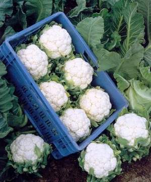 Капуста цветная Фридом F1 1000 семян. (Seminis)