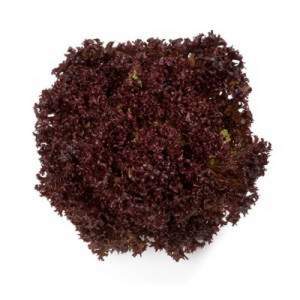 Салат Революция F1 5000 семян.  (Nunhems)