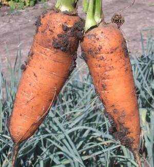 Морковь SV 3118 DH F1 (1,8-2.0мм) 1 000 000 семян. (Seminis) Морковь SV 3118 DH F1 (1,8-2.0мм) 1 000 000 семян. (Seminis)