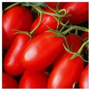 Помидоры Хайпил F1 1000 семян. (Seminis)