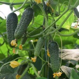 Огурец Кантара F1 250 семян. (Rijk Zwaan) Огурец Кантара F1 250 семян. (Rijk Zwaan)