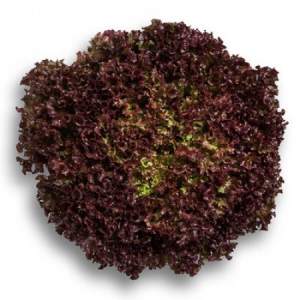 Салат Уилбур 5000 семян. (Rijk Zwaan)