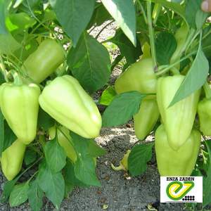 Перец Лотта F1 500 семян. (Enza Zaden) Перец Лотта F1 500 семян. (Enza Zaden)