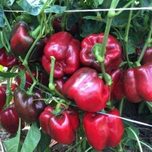 Перец Алмиранте F1 500 семян. (Enza Zaden) Перец Алмиранте F1 500 семян. (Enza Zaden)