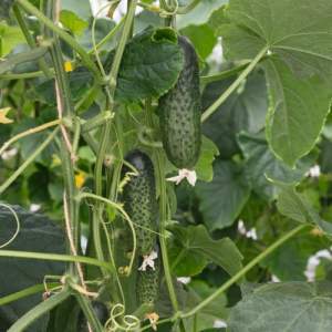 Огурец Атик F1 250 семян. (Bejo) Огурец Атик F1 250 семян. (Bejo)