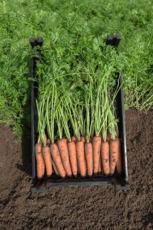 Морковь Нарбонное F1 (1,8-2мм) 100 000 семян. (Bejo) Морковь Нарбонное F1 (1,8-2мм) 100 000 семян. (Bejo)