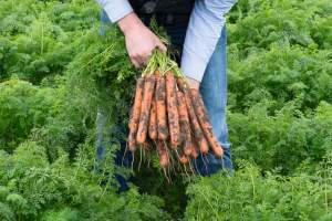 Морковь Нерак F1 (2,2-2,4мм) 100 000 семян. (Bejo) Морковь Нерак F1 (2,2-2,4мм) 100 000 семян. (Bejo)