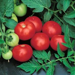 Помидоры Топкапи F1 1000 семян.  (Hazera)