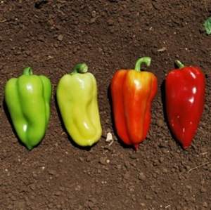 Перец Арон F1 1000 семян.  (Hazera)