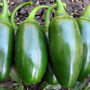 Перец Да Винчи F1 1000 семян.  (Hazera)