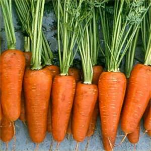 Морковь Комет 500 гр.  (Hazera)