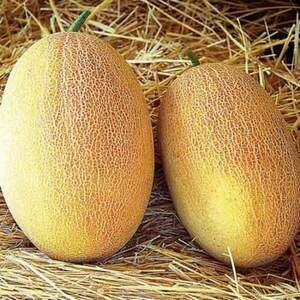 Дыня Раймонд F1 50 семян. А