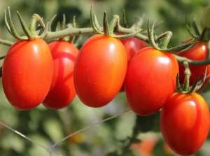 Томат Тути Фрути F1 250 семян. Clause