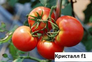 Томат Кристалл F1 1 гр. (Clause)