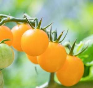 Томат Голдвин F1 250 семян. (Clause)