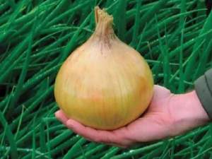 Лук севок 
