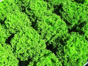 Салат Финстар 5000 (драже).  (Nunhems)