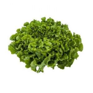 Салат Анкони 1000 семян. (Rijk Zwaan)