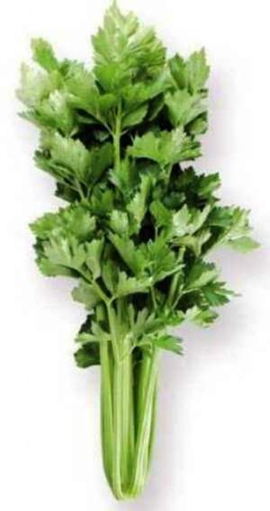 Сельдерей Стэтхэм 10 000 семян. (Rijk Zwaan)