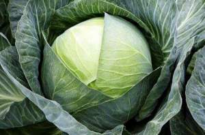 Капуста Эпикур F1 2500 семян. (Syngenta)